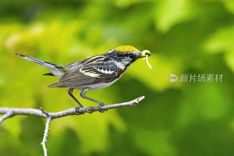 栗子边的莺，宾夕法尼亚的setophaga pensylvanica，鸟栖息